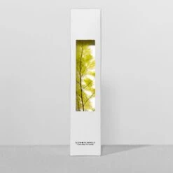 Bottle Plant / Adiantum Tenerum / SPM_014 -Office Supply Store bottle plant adiantum tenerum spm 014 immerged 108