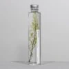 Bottle Plant / Adiantum Tenerum / SPM_014 -Office Supply Store bottle plant adiantum tenerum spm 014 immerged 705