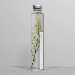 Bottle Plant / Adiantum Tenerum / SPM_014