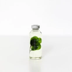 Bottle Plant / Buxus Microphylla / SPS_005