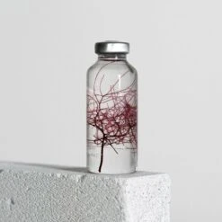 Bottle Plant / Cotinus Coggygria / SPS_026