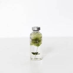 Bottle Plant / Hydrangea Macrophylla / SPS_002