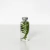 Bottle Plant / Rumohra Adiantiformis / SPS_011 -Office Supply Store bottle plant rumohra adiantiformis sps 011 immerged 817