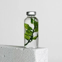 Bottle Plant / Ruscus Aculeatus / SPS_010