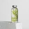 Bottle Plant / Tabaria Fern / SPS_021 -Office Supply Store bottle plant tabaria fern sps 021 immerged 464