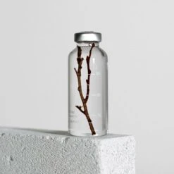 Bottle Plant / Zelkova Serrata / SPS_019