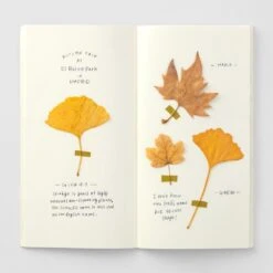 TRAVELER'S Notebook Refill MD Paper Cream -Office Supply Store travelers notebook refill md paper cream 204